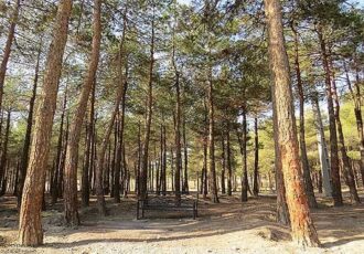 ۸۰۰ درخت در پارک چیتگر خشک شد!